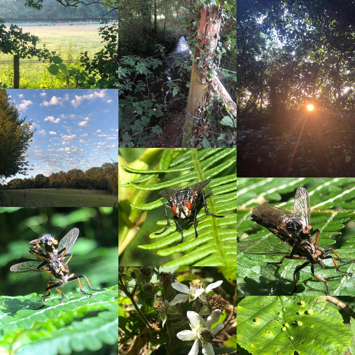 Images of 17th Lewisham North's Hammerwood group camp this weekend last year.