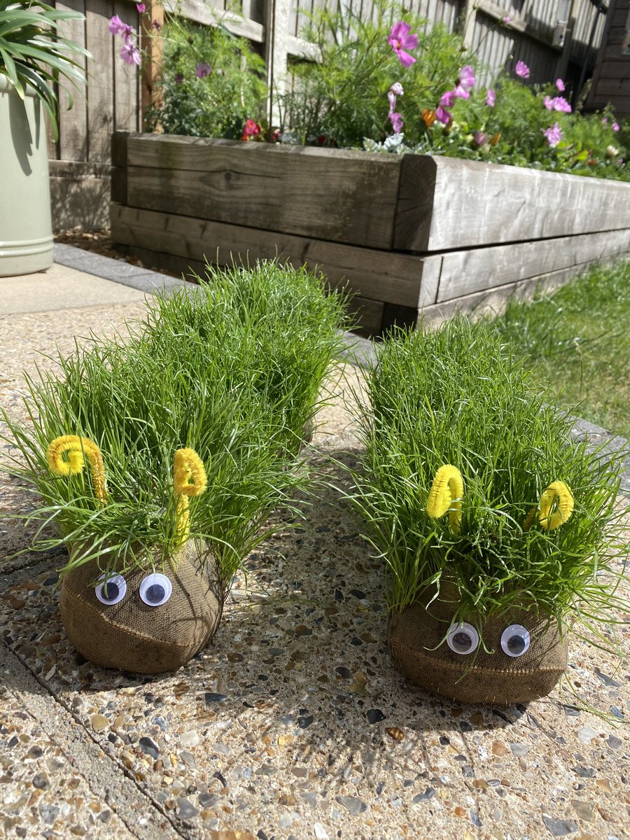 Looks like 1D’s caterpillar friends Kenny and Karen might be due a haircut! @AlbertPyeRavens @ActiveLearningT <a href="/MrsAldredAP/">Emily Aldred</a>