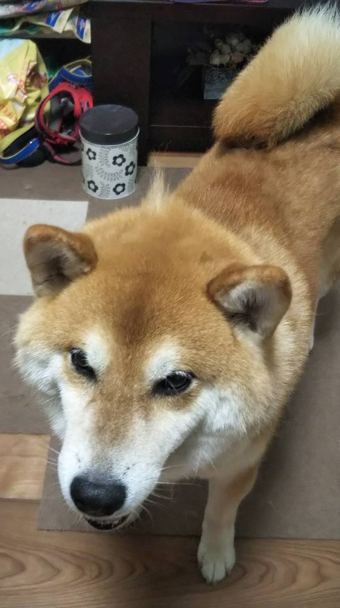 Sak Kun On Twitter 髪型がぷちモヒカンのししまるくん 柴犬はダブルコートだから 抜け毛はすごいのです 柴犬 柴犬を崇めよ 柴犬がいる暮らし 柴犬はいいぞ Shiba Shibainu
