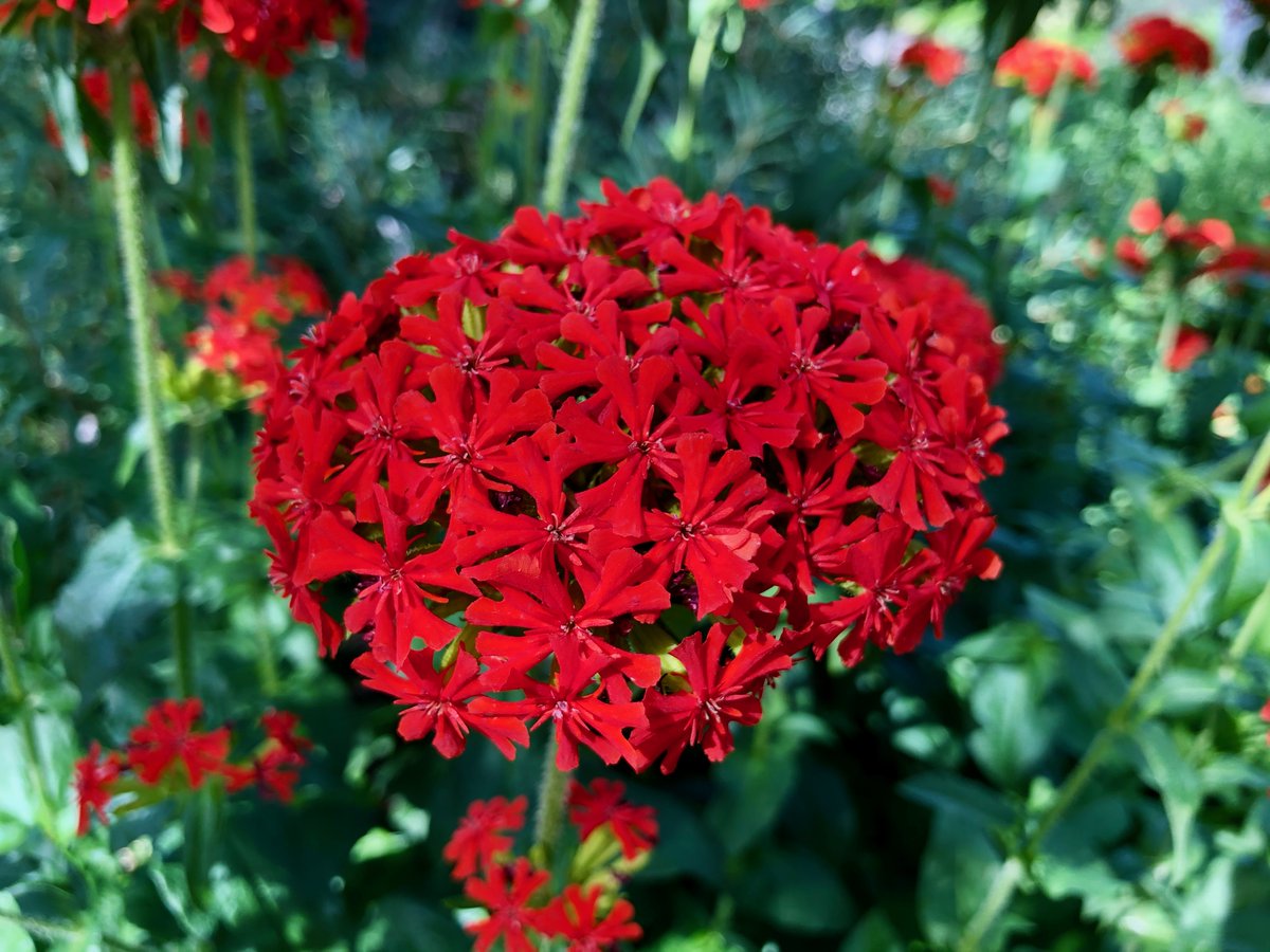 You can’t miss Lychnis chalcedonica the Maltese-cross @redbuttegarden. It's a glowing ball of red. A member of the #Caryophyllaceae Dianthus family. Native to central and eastern Russia, Kazakhstan, Mongolia and northwestern China.