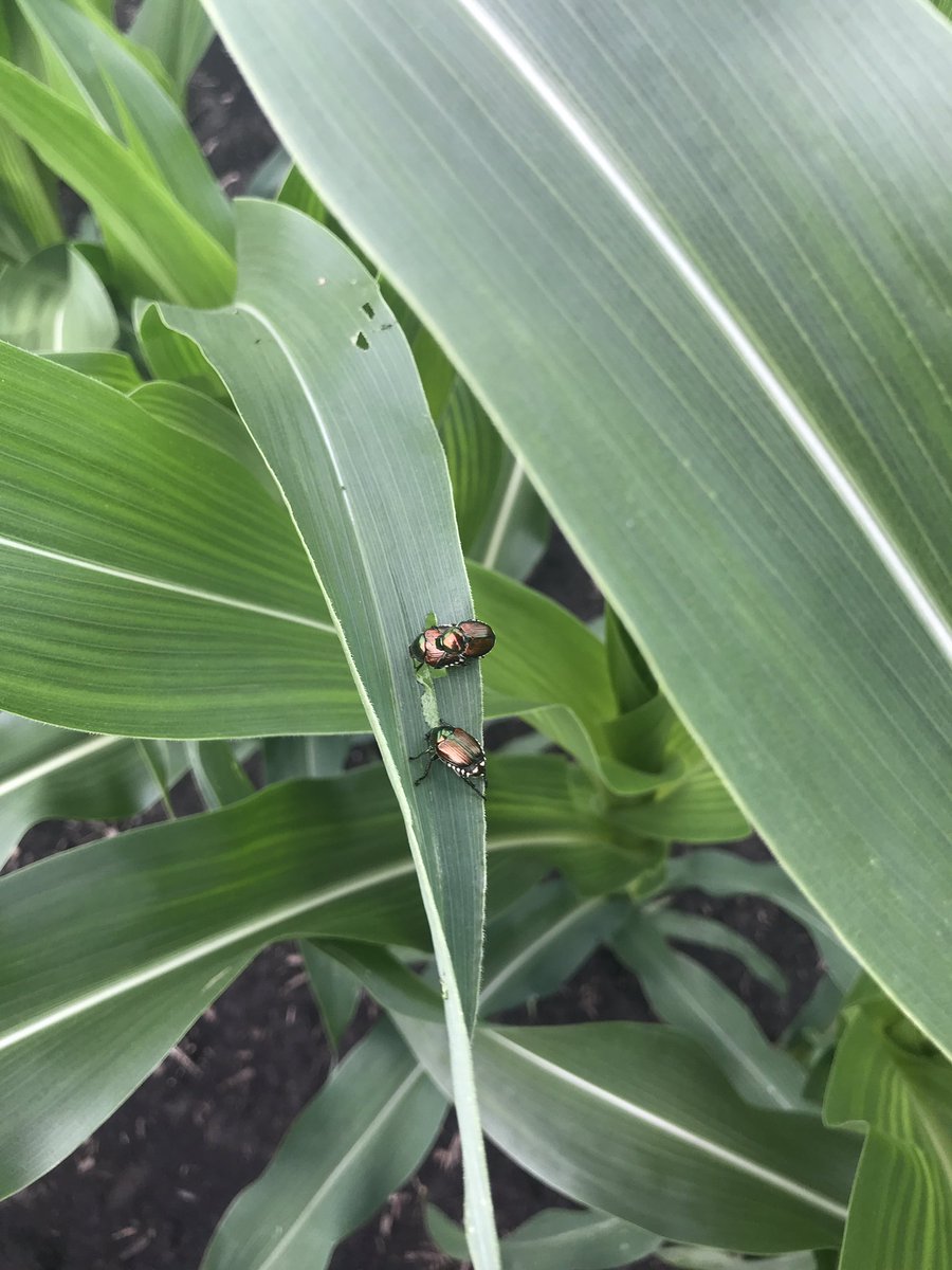 ILGHagronomist's tweet image. Nobody has told the Japanese Beetles about the social distancing guidelines in Illinois 😜#ILCorn