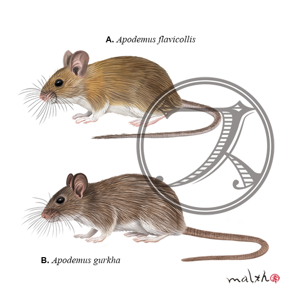 Malth マルス En Twitter ネズミ亜科のネズミ集3 リアルピカチュウを探そう A キクビアカネズミ Yellow Necked Mouse B ネパールアカネズミ Himalayan Field Mouse 野生動物 動物マニア 博物画 動物イラスト デジタルペイント 齧歯類 げっ歯類 ネズミ 動物 Malth マルス En Twitter ネズミ亜科のネズミ集3 リアルピカチュウを探そう A キクビアカネズミ Yellow Necked Mouse B ネパールアカネズミ Himalayan Field Mouse 野生動物 動物マニア 博物画 動物イラスト デジタルペイント 齧歯類 げっ歯類 ネズミ 動物