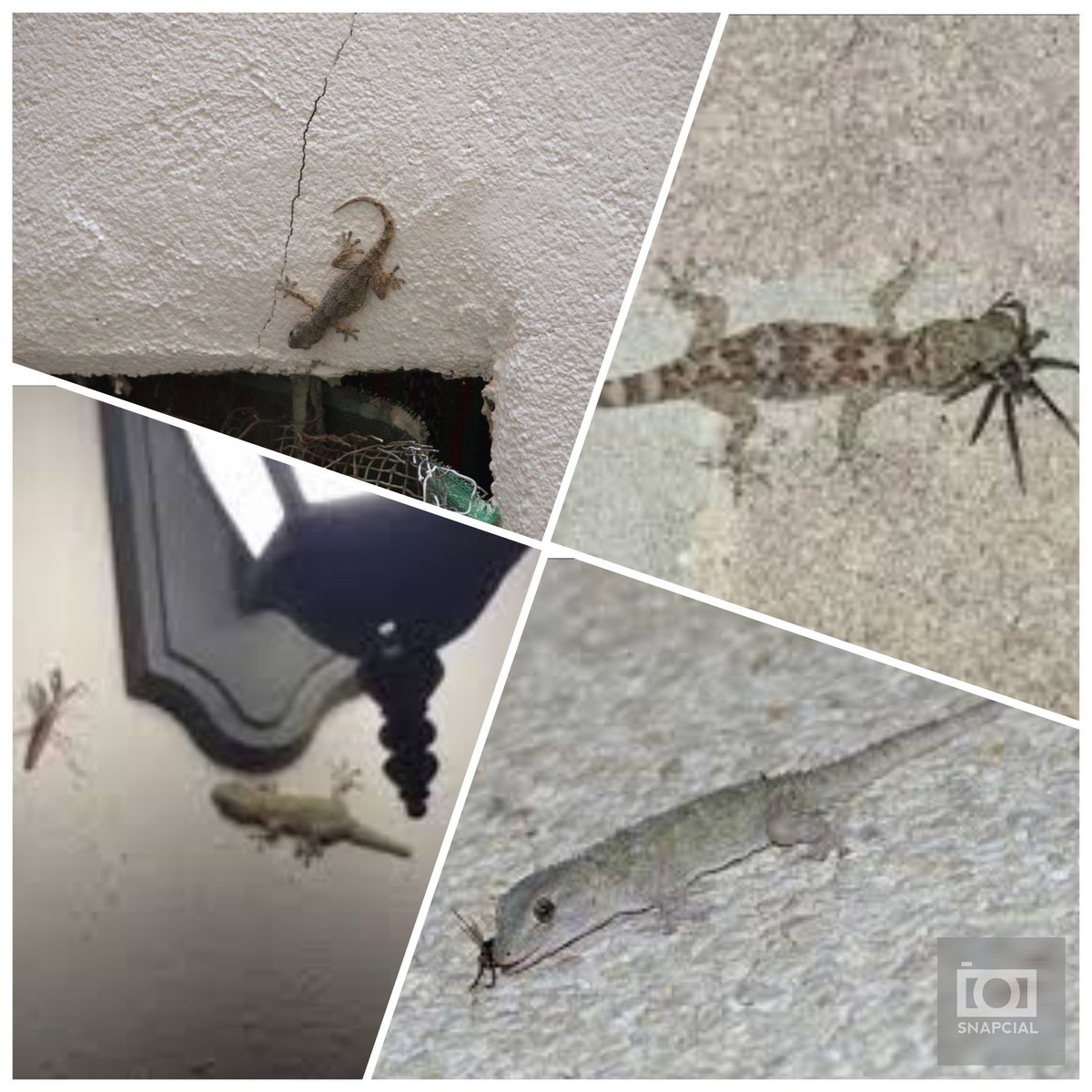 guardiacivil's tweet photo. Aprieta el calor ☀ , así que en cuatro días tendremos: 
Salamanquesas 🦎
Saltorrostros 🦎 
Perenquenes 🦎 

Distintos nombres para un mismo especialista en eliminar 🐜🕷. 
¡No las mates! 
#Protégelas 

☎️062 #Seprona https://t.co/wsNO4DvHKs
