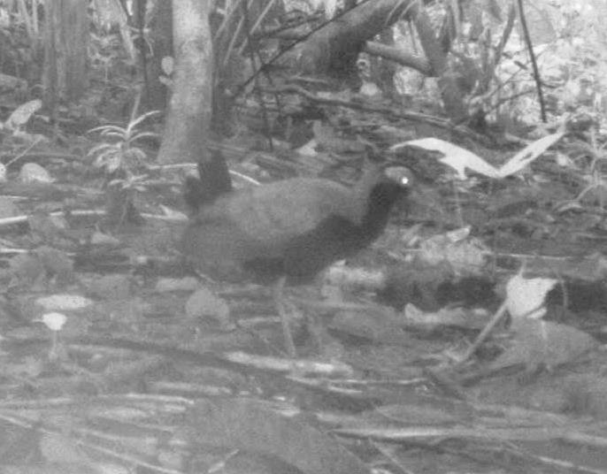 10 years wasnt enough to detect all the birds on Buton, though, so we published an update in 2015. Some of these new records were made by camera traps, including the elusive Blue-faced Rail, which was previously only known from northern Sulawesi.  https://bit.ly/2AesBhl 