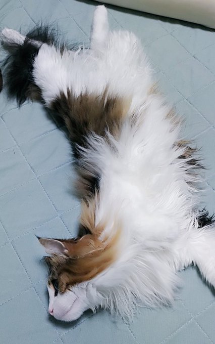 Twitterのコスプレ画像2