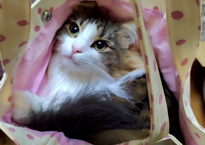 Twitterのコスプレ画像3