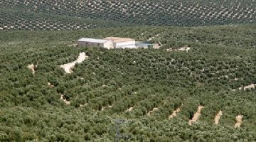 AEMO premia a las mejores iniciativas del año en la difusión de la cultura del olivo 

👉infoagro.com/noticias/2020/… 

<a href="/AEMO_Olivo/">AEMO_Olivo</a>