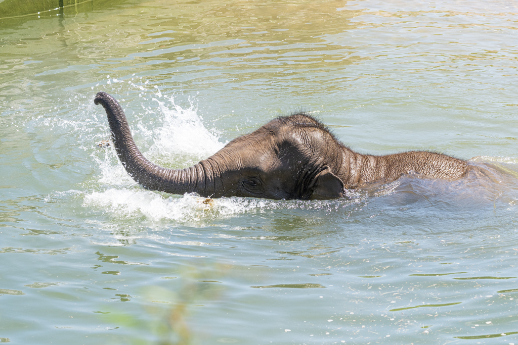🐘 WE'RE OPEN!! 🐘

After 100 very long days, we have finally reopened our gates!!

It's so lovely to see all your happy faces around the zoo again and hear your wonderful feedback from your visits, we just wish the weather was a little better!

blackpoolzoo.org.uk/covid-19-infor…