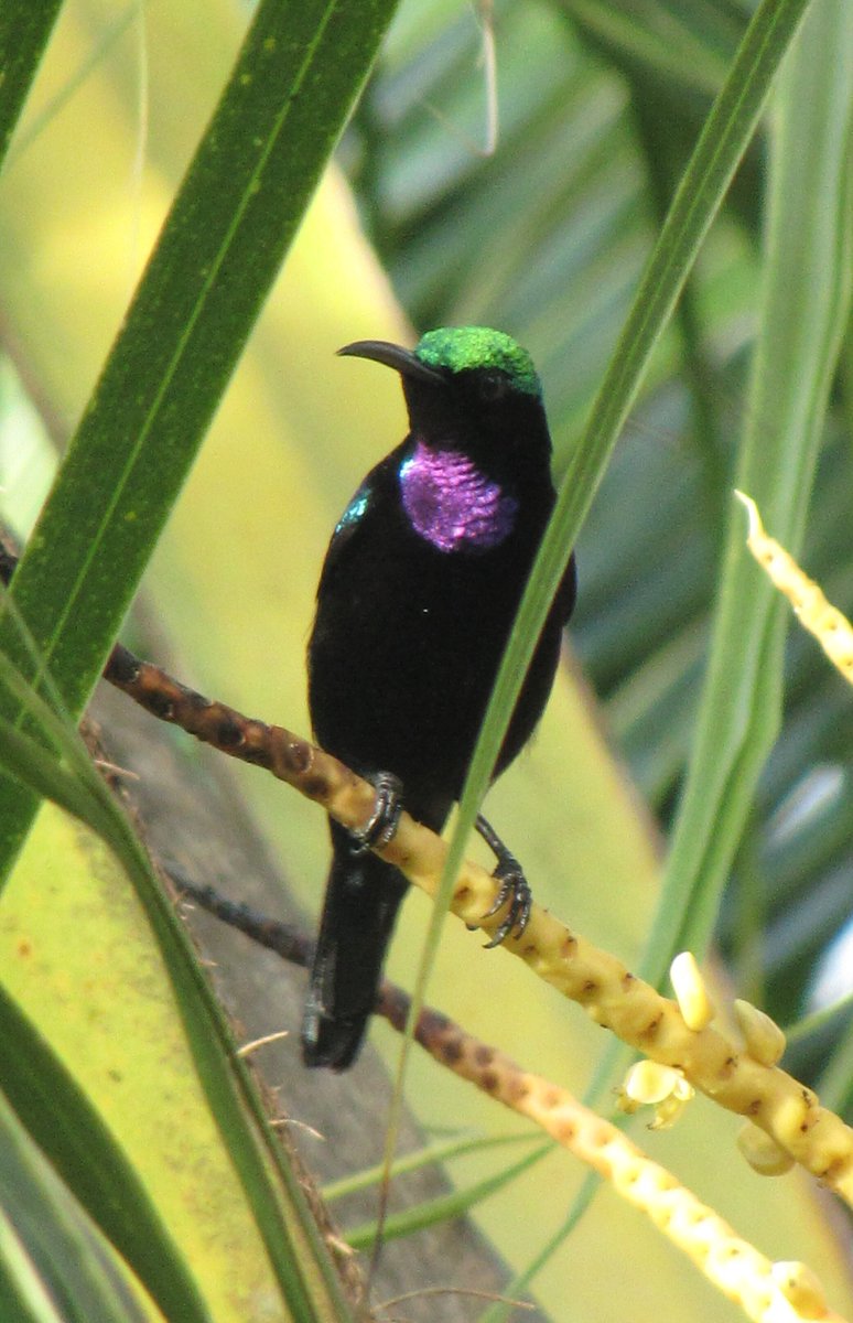 Next up,  @Dar_OConnell et al. published the first ever summary of the avifauna of Kabaena Island, the third-largest of South-east Sulawesi's offshore islands.