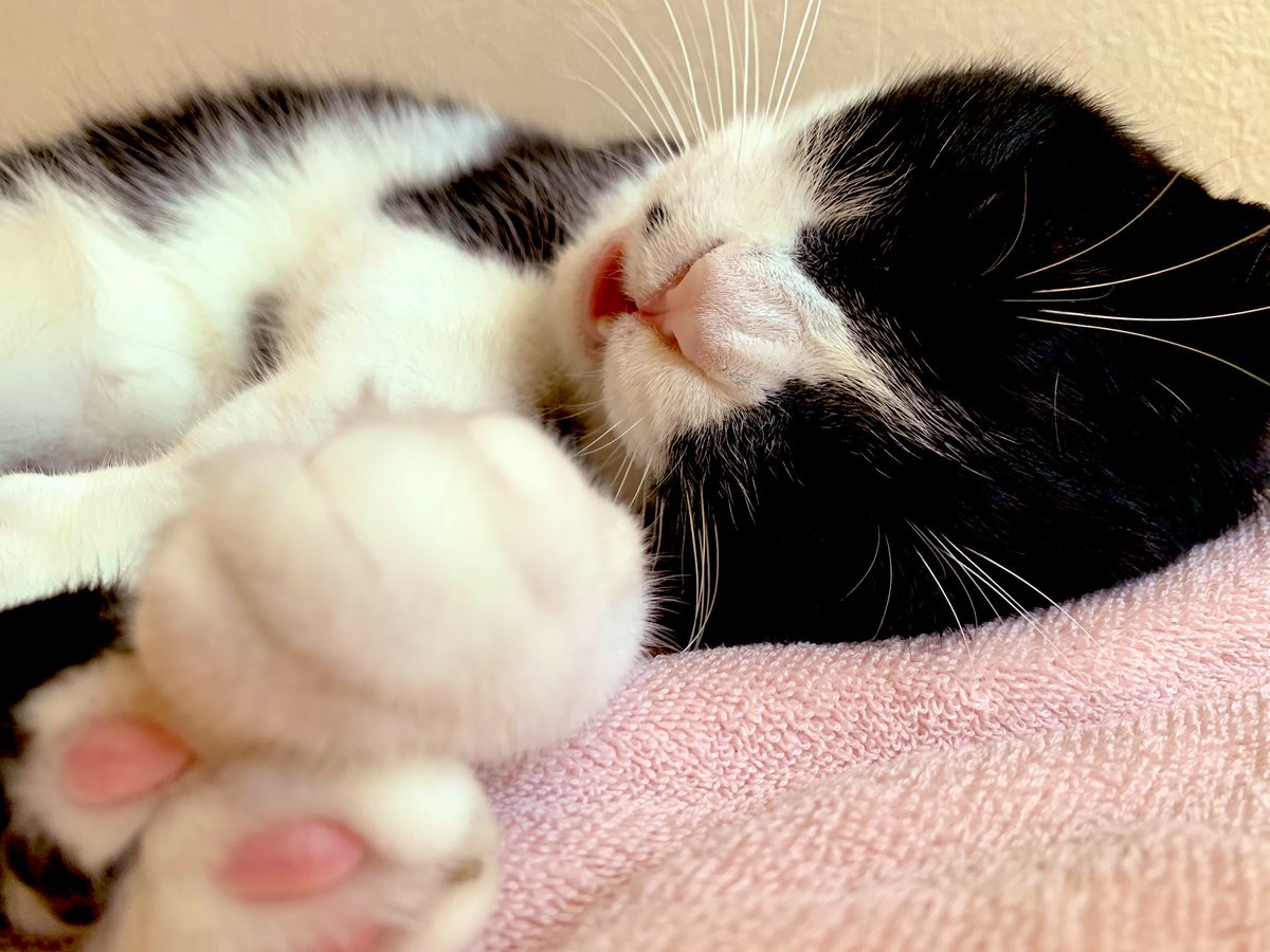 猫は「危険な場所発見!逃げろ!」みたいなモーションを一日中やります。
https://t.co/VfIMNP5r50 