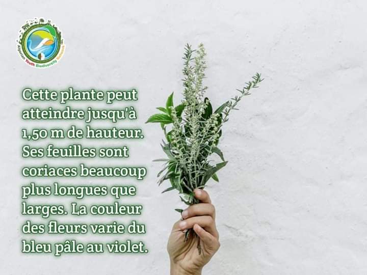 AlgeriaGybn's tweet photo. 🥀Parmi les plantes utilisées pour attirer les énergies positives et éveiller la sagesse l'ont trouve le ROMARIN. 

🥀Une plante utile en cuisine pour ajouter un bel arome a nos plats, et tres utile pour ses bienfaits médicinales.

#GYBN_Algéria

#plante_médicinale https://t.co/WTvvRiIe4p