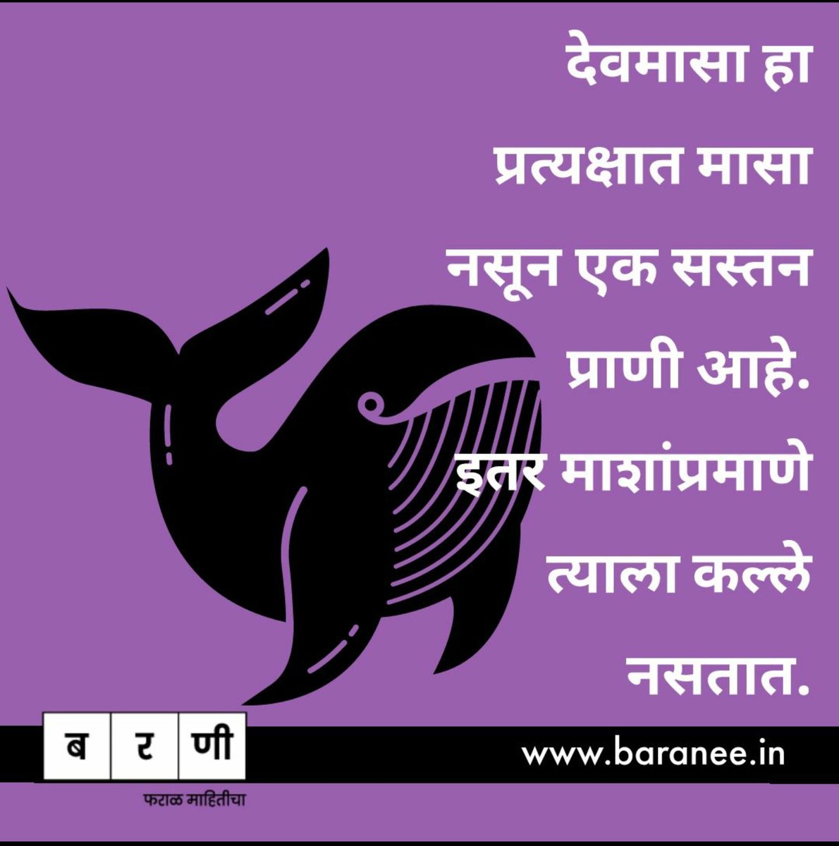 Baranee_in's tweet photo. देवमाशाबद्दल सविस्तार माहिती वाचा : https://t.co/LFibrFMQTu https://t.co/mZtVAgr6C6