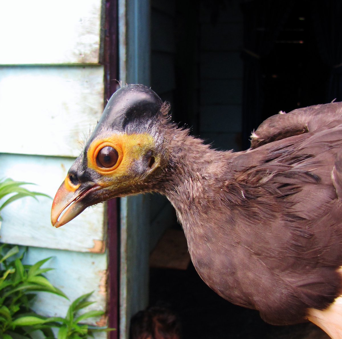 Around the same time, we published a third update to the avifauna of Buton Island, where new species had continually been detected. The most surprising of these was a Maleo that turned up in someones back yard one day!  https://bit.ly/38bK1aN 