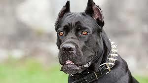 JamylMann's tweet photo. #UneImage
Un beau Cane Corso
Comme tout droit sorti des Enfers… https://t.co/rzDHKDjS6M