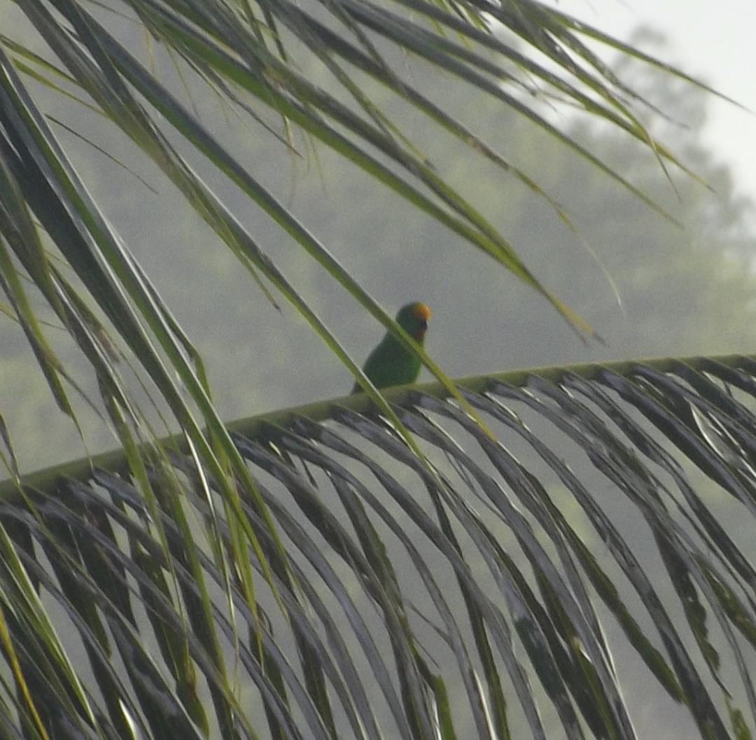 The most notable of these was this extremely interesting Hanging Parrot photographed by  @JosephMonkhouse . It doesnt match any other known species from the region and we still dont know what it is!