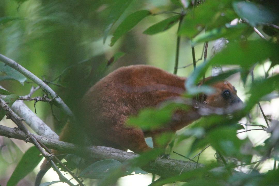 As a bonus, we also published data on the Cuscus species of SE Sulawesi's islands around this time, which included Bear and Dwarf Cuscus on Buton, and a hitherto unknown population of Peleng Cuscus on Menui.  http://bit.ly/3cxFy3S 