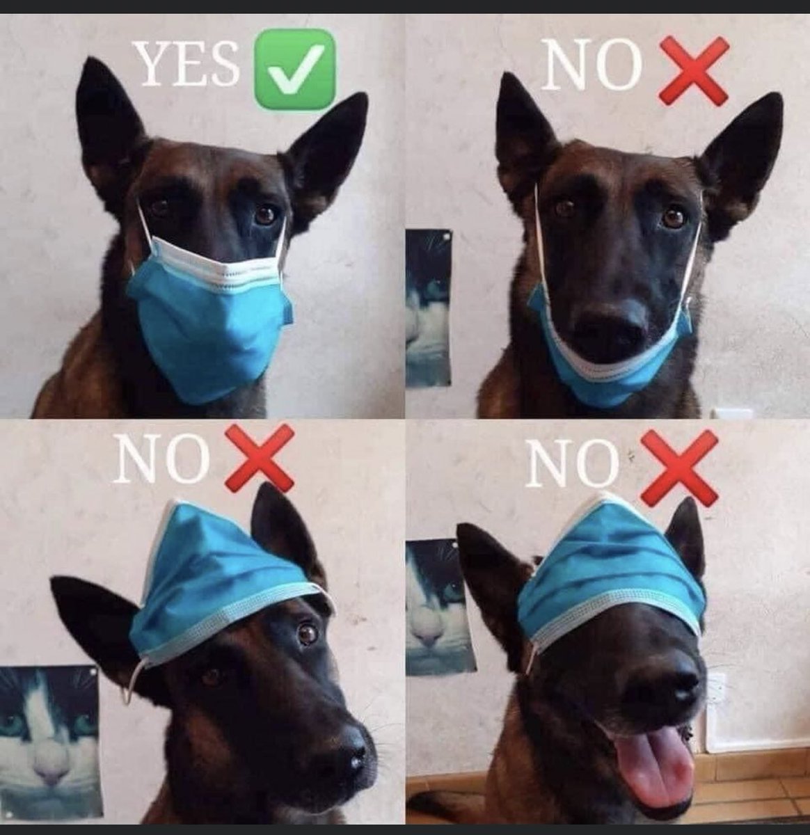 UKCopHumour's tweet photo. We tried to find a helpful guide on how to wear a face mask & stumbled across this one. As demonstrated by a doggo: Hereβs the correct way to wear a face mask, because sometimes us humans need a little help from our four legged best friends #CoronavirusUK #HowToWearAFaceMask https://t.co/cpnnA6vnxB