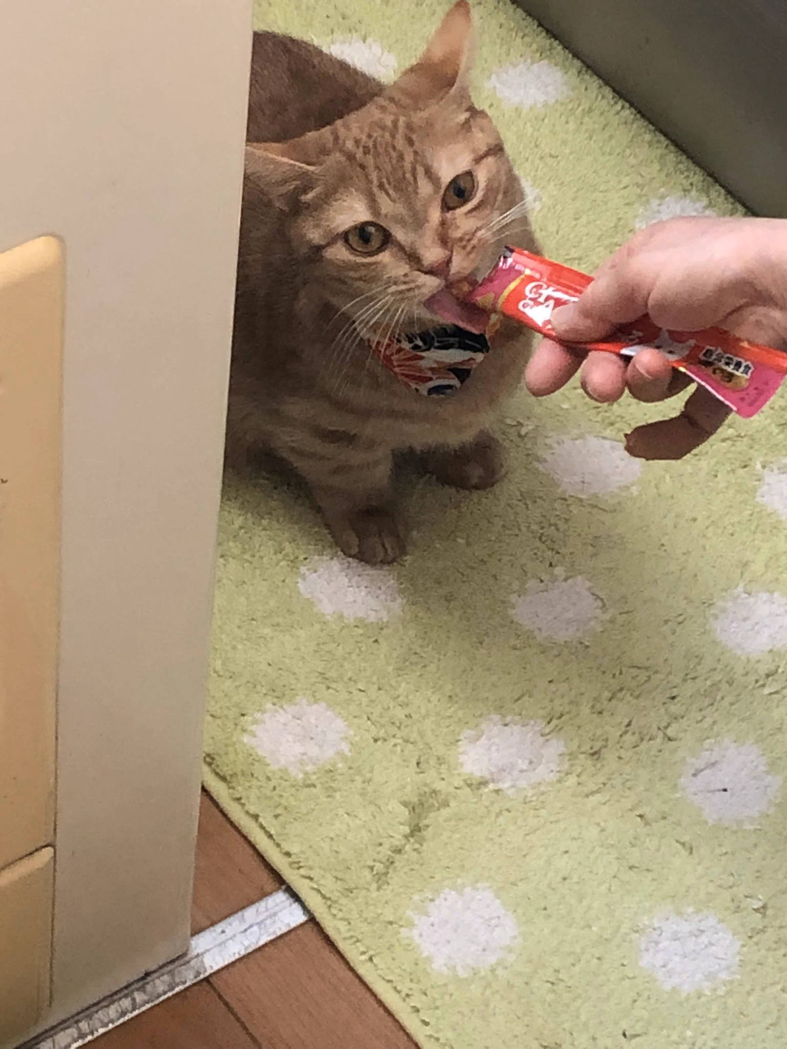 @pandania0 桃太郎さん、お供させてください！ 