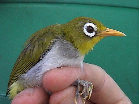 Which bring us back to the new Wakatobi article, which includes information on a lot species, including the still-undescribed Wangi-wangi White-eye, which is perhaps the most notable of all ornithological discoveries in SE Sulawesi, and a species of growing conservation concern.