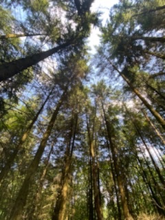 Had a lovely walk through #HaughWoods this weekend! So much to explore on foot or bike...
#herefordhour #ancientwoods #exploreengland #naturewalk