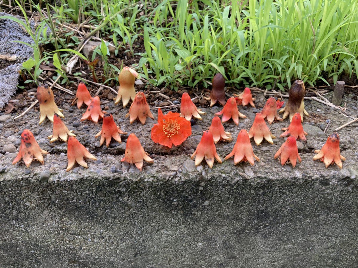 青木 聖波 皿 ザクロ の花が実にならないで落ちると なんと タコさんウィンナー になっちゃうらしい タコさんウィンナー ザクロ
