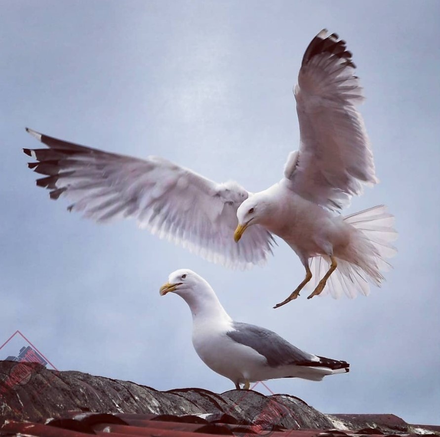 A big hug on the roof
#seagulls #bird #birdphotography #möwe #vogel #birdwatching #observation #nature #naturelover #photography #ornitology #цапля #neb #wildlife #animals #wildanimals #wildlife #wildlifephotography 
 #auroraservus #animalphotography #istanbul #roof #sky #Turkey