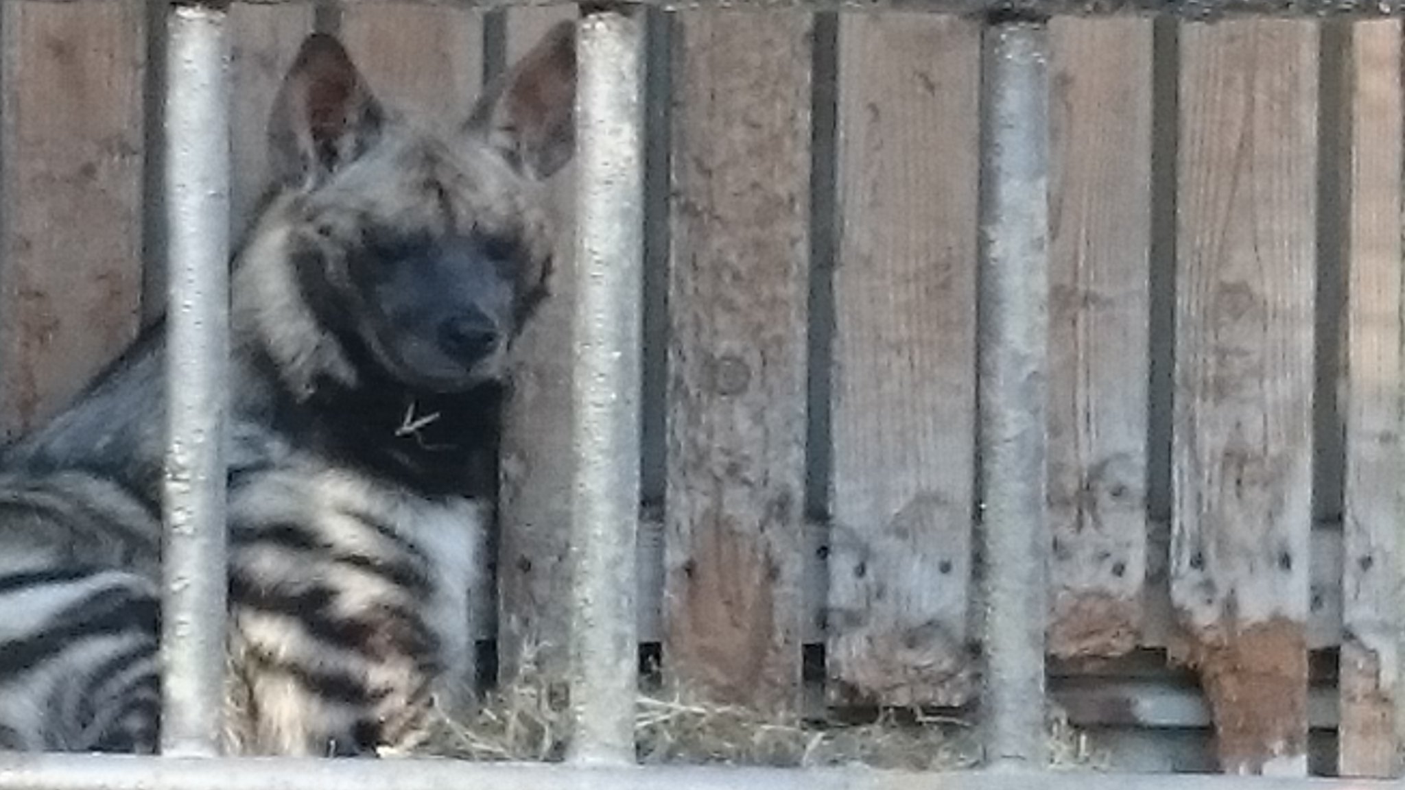 Okoji ちなみにリカオンはイヌ科ですが ハイエナはイヌ科ではなくハイエナ科 見た目も犬っぽく漢字も 鬣犬 ですがハイエナ は犬ではありません そんなハイエナさんは都内だと羽村市動物公園で見られます しかもシマハイエナです ライオンキングに出
