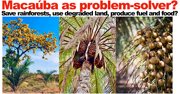 living_greendbd's tweet photo. Save the rainforests, use degraded land AND produce fuel and food? Soleá looks at how Macaúba could solve many problems #macauba #solea @rsb_org : Biofuels Digest https://t.co/sGIoJOI8z0 https://t.co/aiMH66hfDm