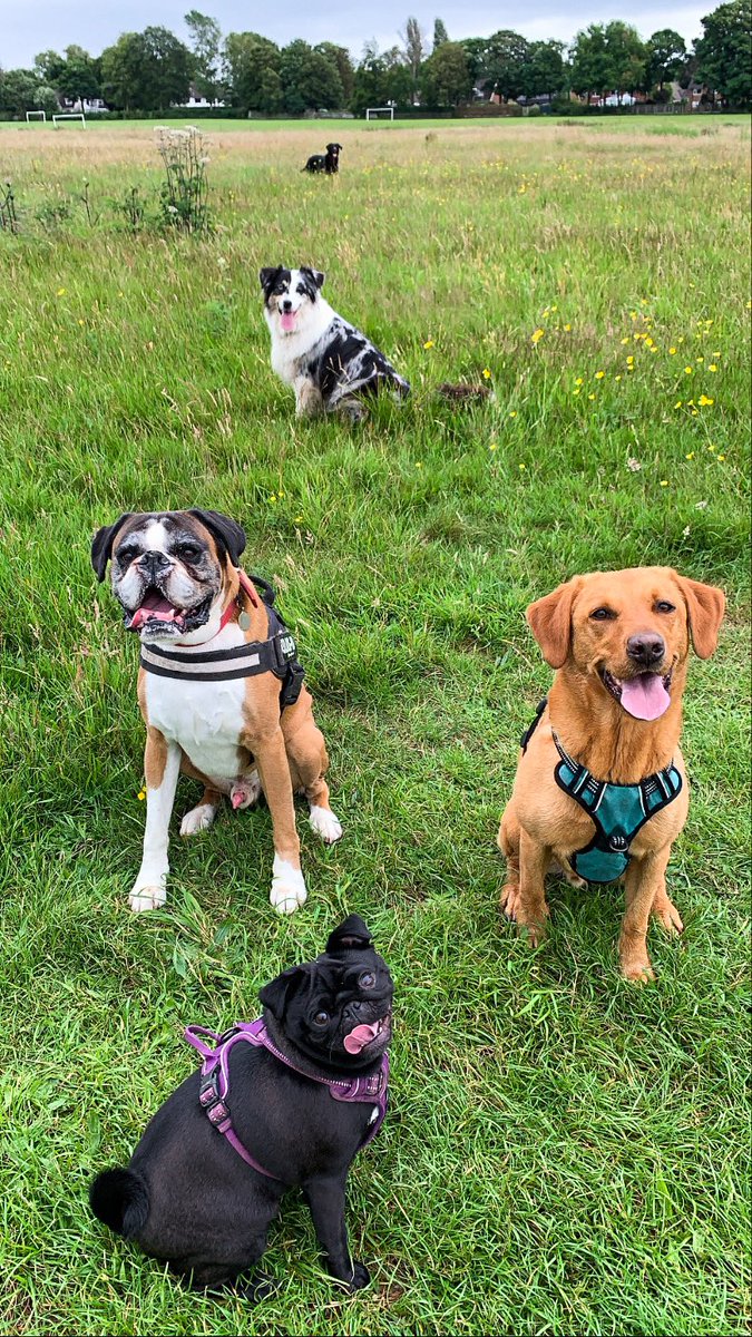 Thingwallpet's tweet photo. So how’s everyone’s Monday going?! #dogsoftwitter #wirraldogs #cheshiredogs #wirralbusiness https://t.co/umFSRDwLKt