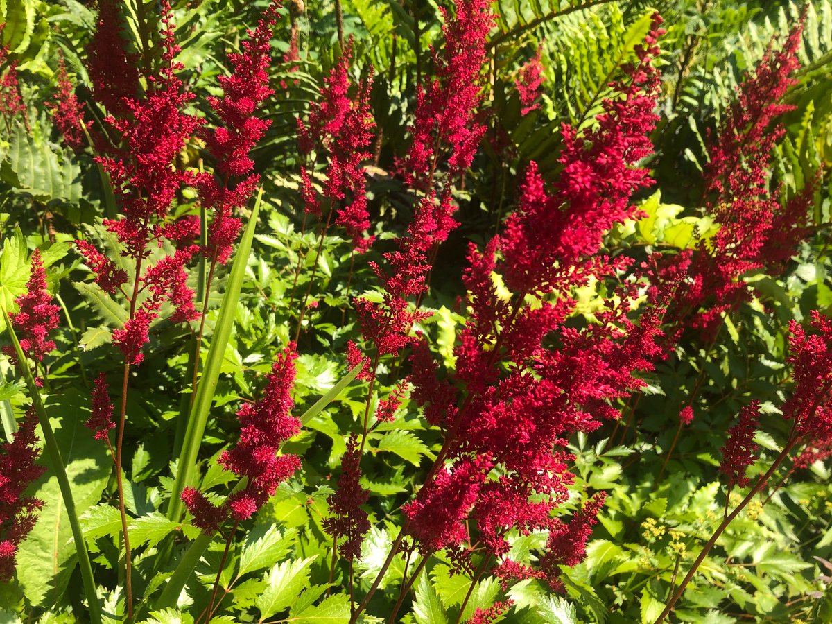 A walk around Oakwood can provide some colourful surprises. This Astilbe 'Fanal' (× arendsii) is adding a vibrant splash of deep crimson from its short dense spikes. Plan your visit: rhs.org.uk/gardens/wisley…