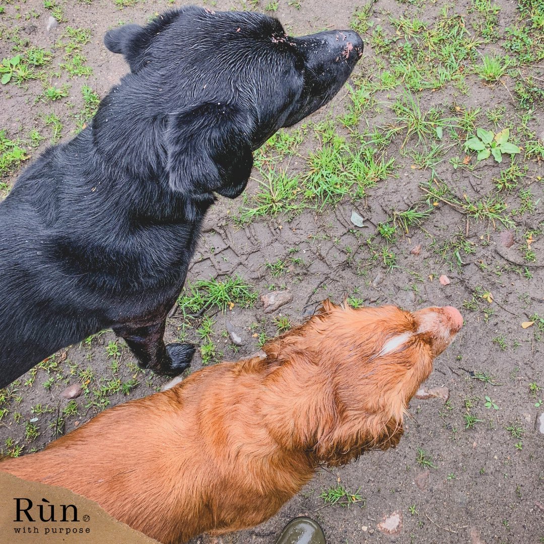 It’s a VERY soggy doggy day here in North-East Scotland!
⠀⠀
Who else is more than a little disheveled and muddy today?

#soggydoggy #scottishdogs #muddypaws #aberdeen