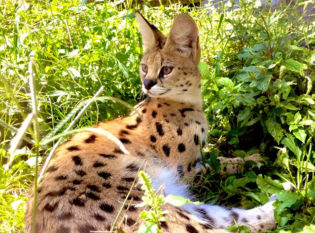 静岡でサーバルキャットが脱走して行方不明・被害が出る前に見つけ出さなければ・・・。