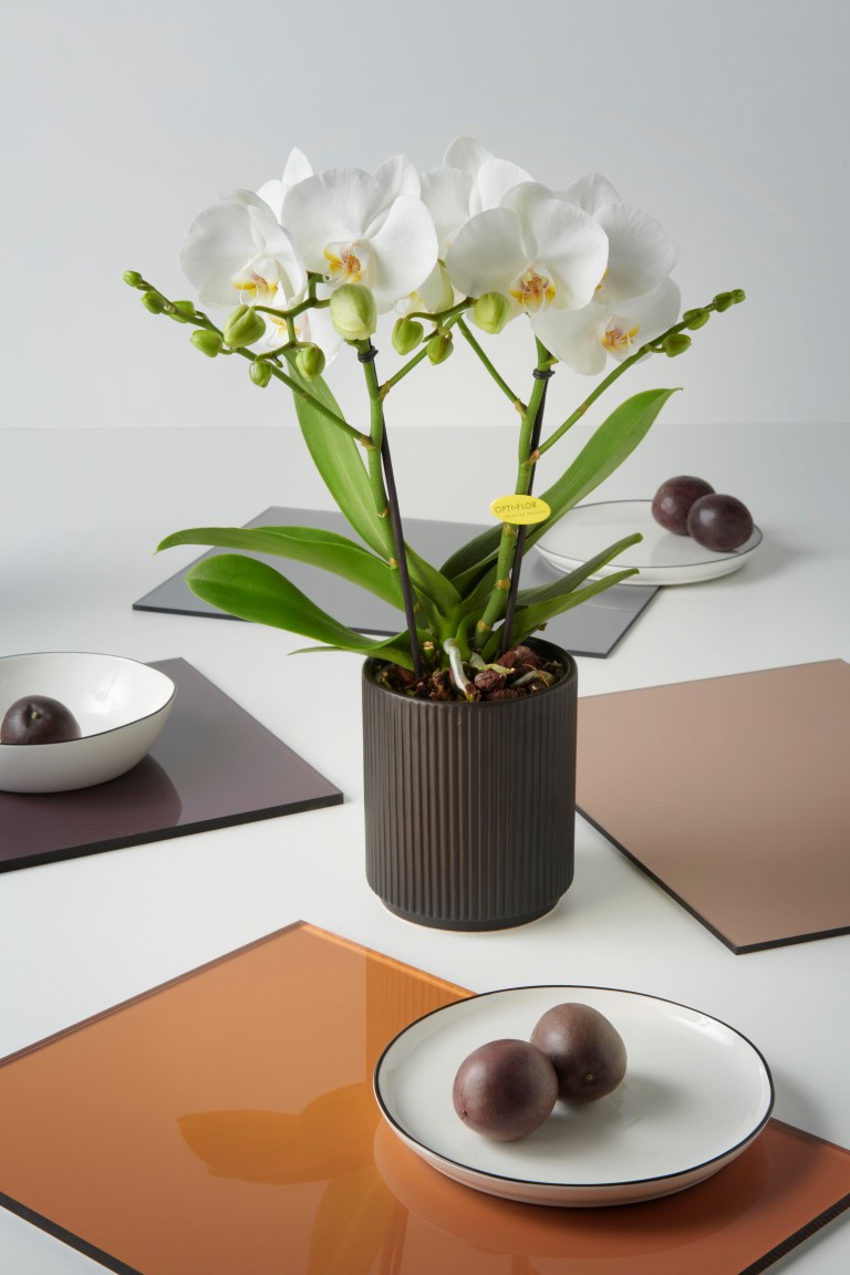 OPTI-FLOR | ROYAL COLLECTION! @Opti_flor Tablo combines the exceptional beauty of large flowers with the practicality of tabletop orchids. Tablo makes everything special. Just above the leaves grow bushes with large flowers that make any room look gracious.