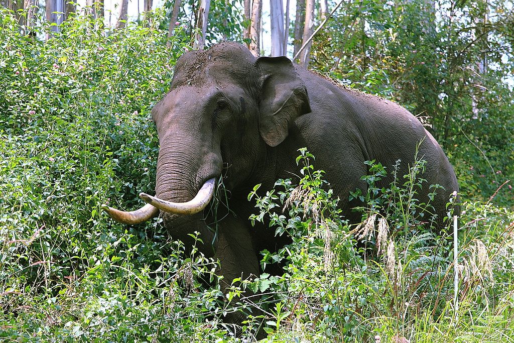 vfaes_org's tweet photo. “No one in the world needs an elephant tusk but an elephant.”  -Thomas Schmid

Their ivory is turned into trinkets to rest on a shelf, and their skin into blood-red beads to be sold as jewelry. When will humanity wake up to these horrors and protect endangered Asian #elephants? https://t.co/gV78KgMwd2