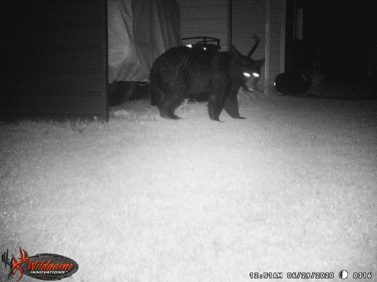 🚨 ATTENTION 🚨 We interrupt our fishing photos, to bring you one of a good sized rug steak that came through our backyard this morning! 🐻 #BearHunting #BowSeasonOpensOctoberFirst #ArcherySeason #HuntingGuide #NYSLicensedGuide #FifieldOutfitters