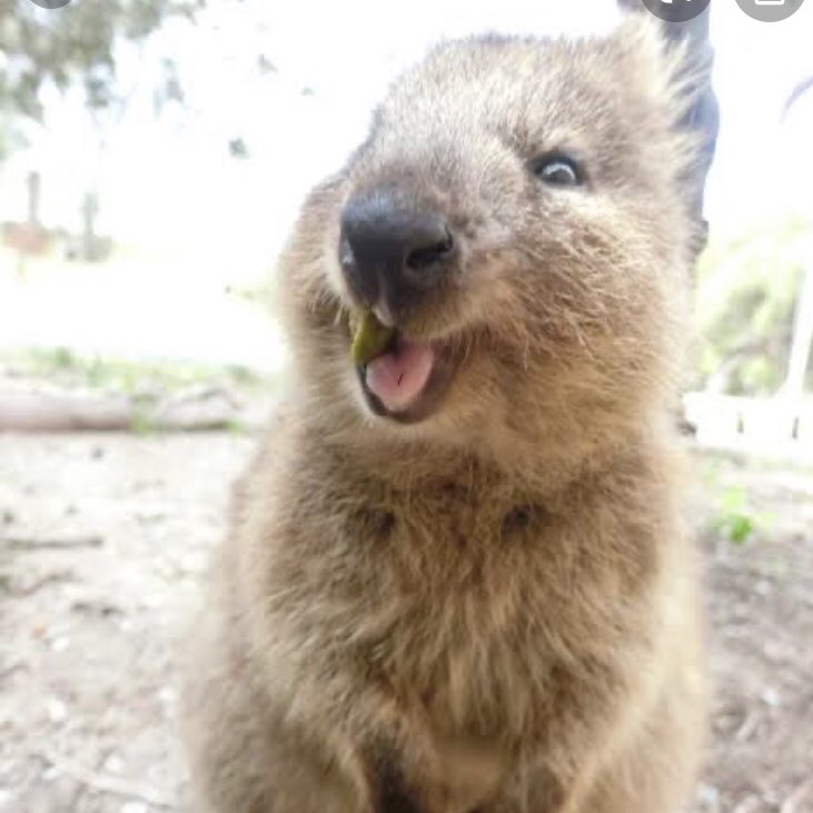 じぃじ 新聞記事 から 普段から笑っているかのような表情が可愛いい 世界一幸せな動物 と呼ばれている クオッカ 見に行きたい 動物園 オーストラリア 可愛いい デート T Co Kjgjcr0ee0 Twitter