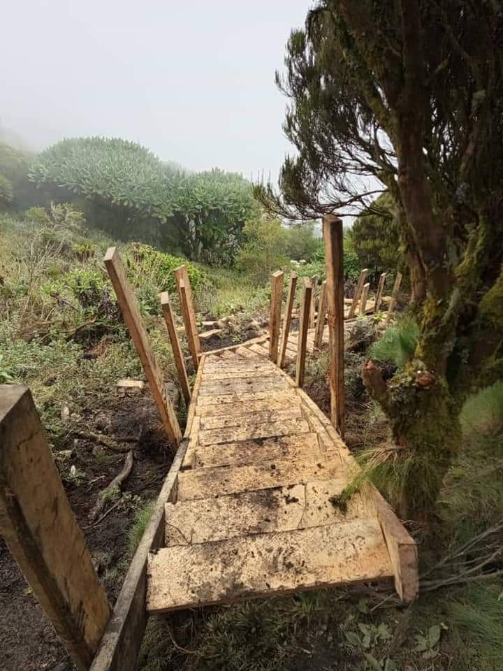 WDiscoveriess's tweet photo. To enhance hiking experience, the Uganda Wildlife Authority is using the COVID-19 layoff time to improving Mt Muhabura hiking trail. A resting hut has been constructed. Work on ladders and boardwalks is underway.
#wilddiscoveriessafaris #VisitUganda https://t.co/ZARa1cTv32