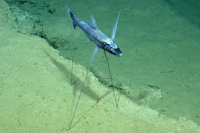 This is a tripod fish, and it is EXACTLY as described in the instruction book. 50% TRIPOD. 50% FISH. It lives some 1 fucking kilometre underwater in complete darkness. Basically, this is the fish version of what you'd find on creepy pasta or 4chan dark web. I LOVE it. 10/10