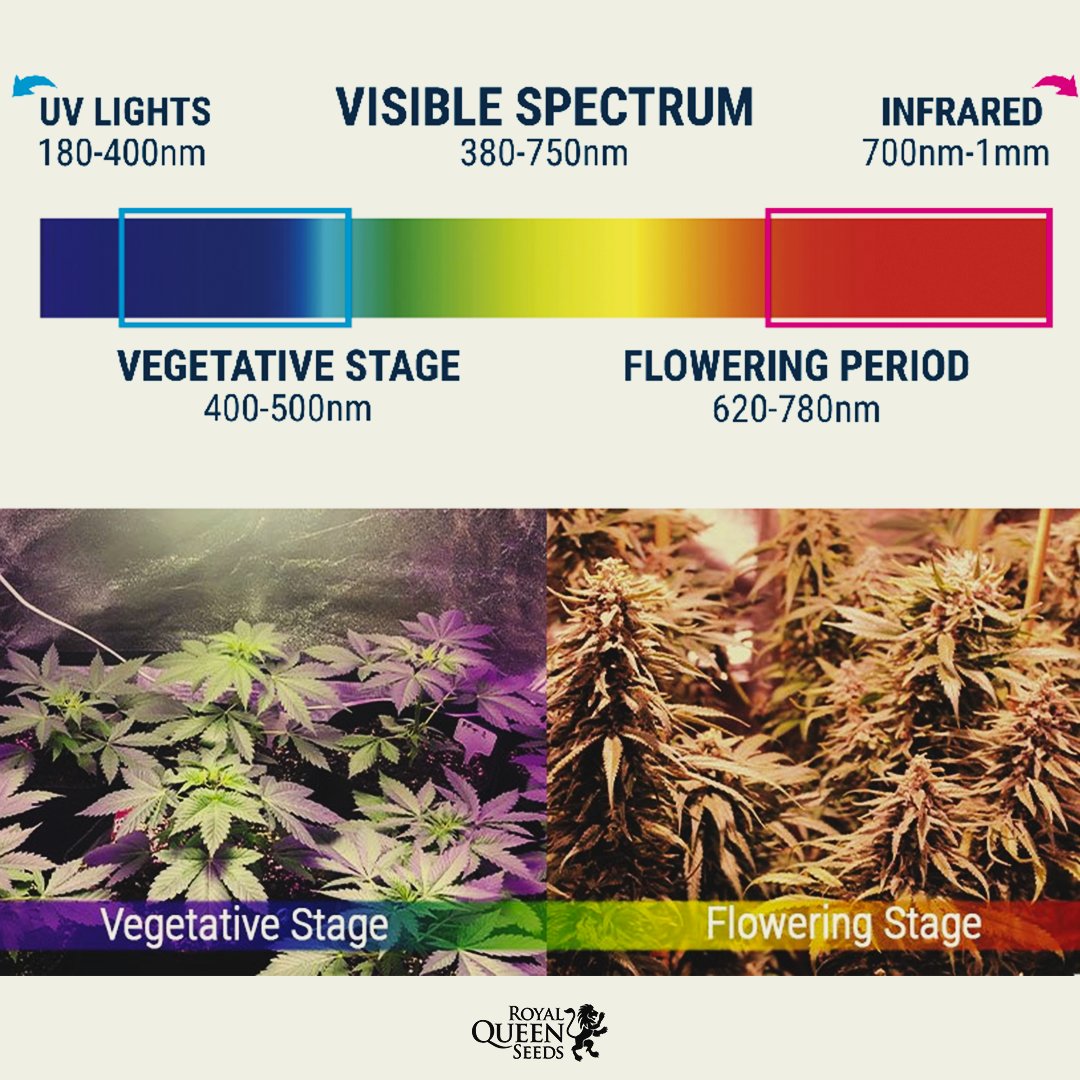 Bliv ophidset Pest Jonglere Royal Queen Seeds on Twitter: "Regulating the #light spectrum of your  #cannabis plants will make you achieve higher #yields and increase THC📈 ▫ #Vegetative  Stage –“Blue” light for healthy leaves (range: 400-500nm)