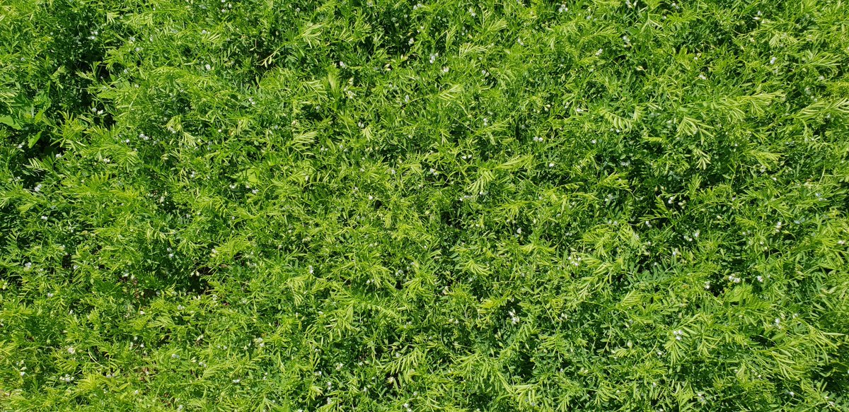 Our lentil trials benefited from the recent rain &amp; warm sunshine, now showing a dense canopy, good ground cover &amp; coming into flower at Cambridge. An alternative protein source &amp; break crop according to our new Alternative Break Crops Guide, available thru NIAB TAG Membership