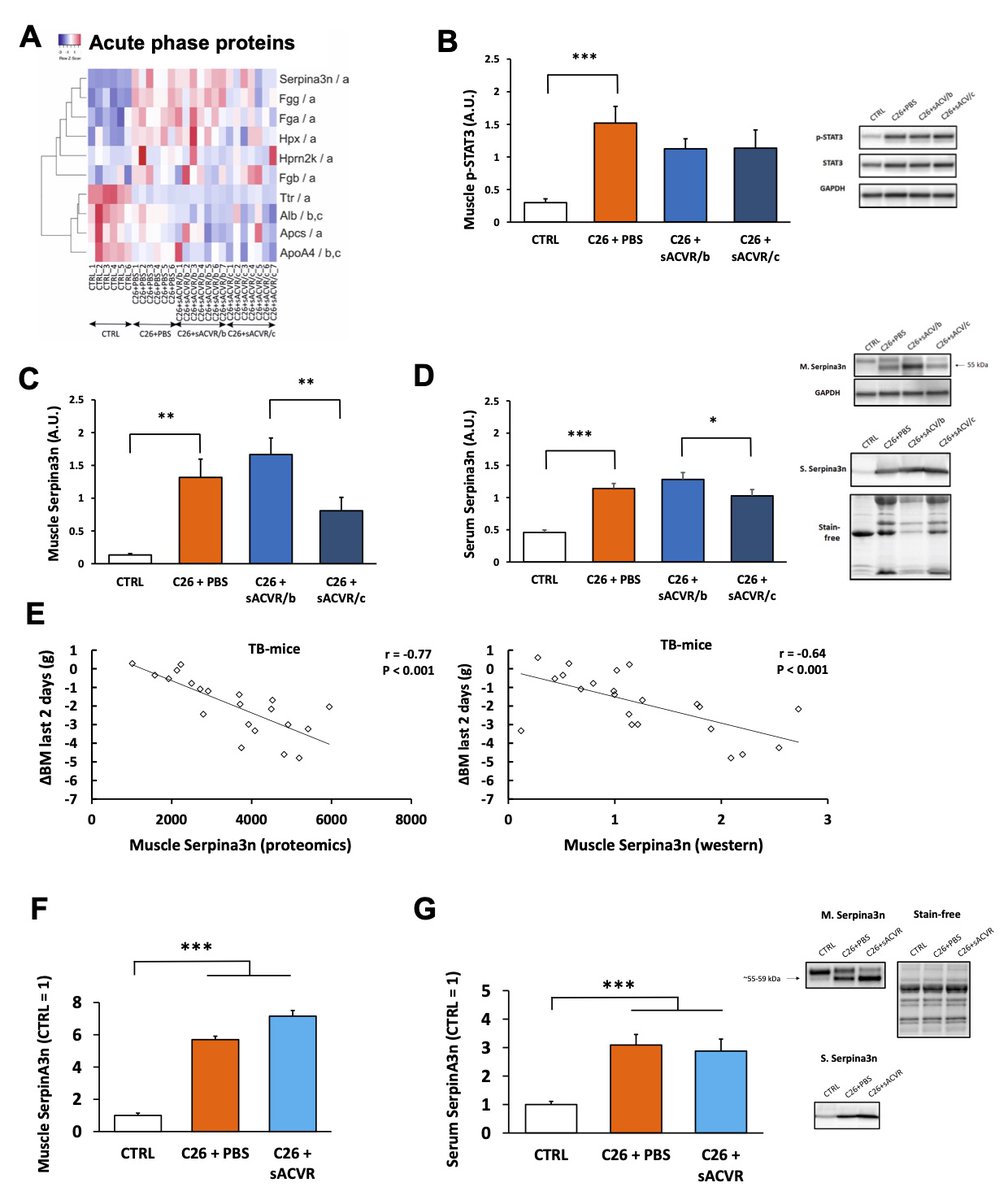MolMetab's tweet image. Evidence implicating disturbed #muscle #mitochondria #OXPHOS #proteome and #NAD+ #homeostasis in experimental #cancer #cachexia
sciencedirect.com/science/articl…
#ACVR #Serpina3N #activin #Nrk2