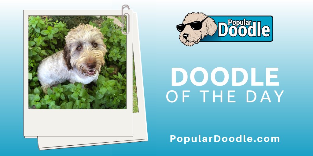 popular_doodle's tweet photo. You are my sunshine ☀️

📷 norman_the_newfiedoodle (on IG)

#populardoodle #newfypoo #newfypoopuppy #newfypoodle #newfypoos #newfypoolove #newfypoogroup #newfypooproblems #newfypoopup #newfypoopuppies #doodlesofalabama #dogsofalabama #doodlesofbirmingham #dogsofbirmingham https://t.co/VBYXRtRVii