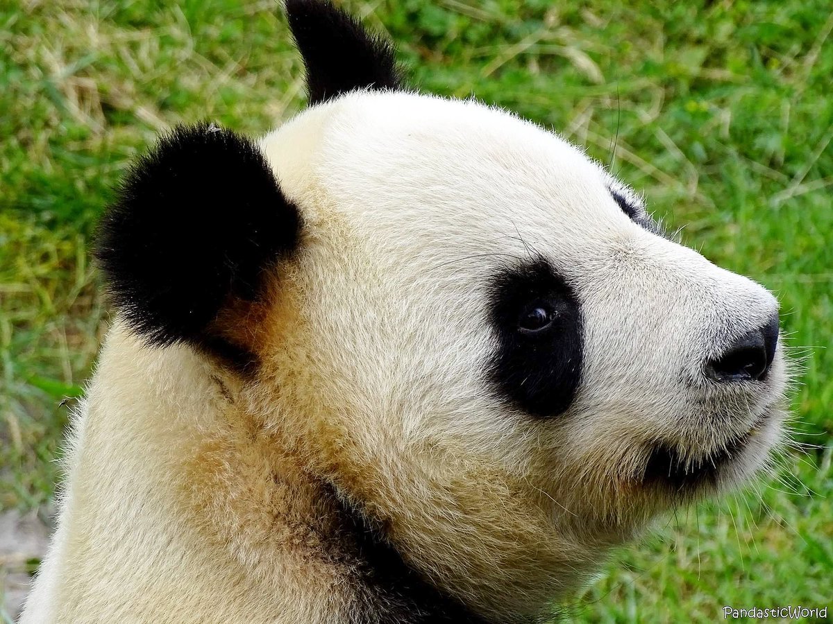 LJinKPanda's tweet photo. Here is my favorite YuanZi picture !! Isn't he super charming ? #panda #beauvalzoo #sexypanda #charming #tinderpic #pandastictour
https://t.co/3PB9uQQW3p https://t.co/fIYxZYn4SF