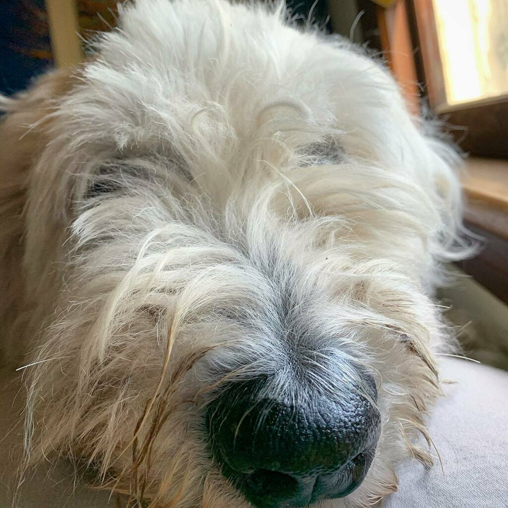 ariellehg's tweet photo. We like to cuddle in the mornings. Stinky beard and all. #oldenglishsheepdog #oes #rescuedog #dogsofnj https://t.co/qXFOxvBLhS https://t.co/p4Xy9p4yc2