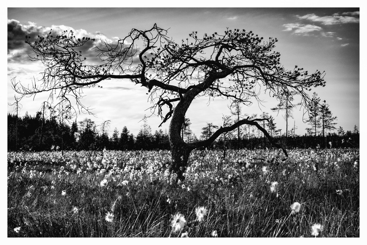 Beautifully shaped #Pinetree surrounded by #Cottongras in a swamp near #Oulu. #bwphotography #finnishnature #NaturePhotography #fineartphotography #luonto #Finland #nordicnature #landscapephotography