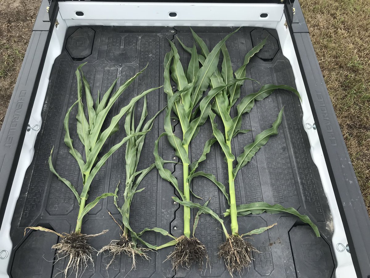 HannerZach's tweet photo. Common sight in the @AgPartnersCoop southern region lately. Short, droughty looking corn in areas of the field that held water early in the spring. Roots table-topped and never went searching for moisture. Hopefully these rains get these guys through! #AgCESS #PrecisionAg https://t.co/ikLX1yFnix
