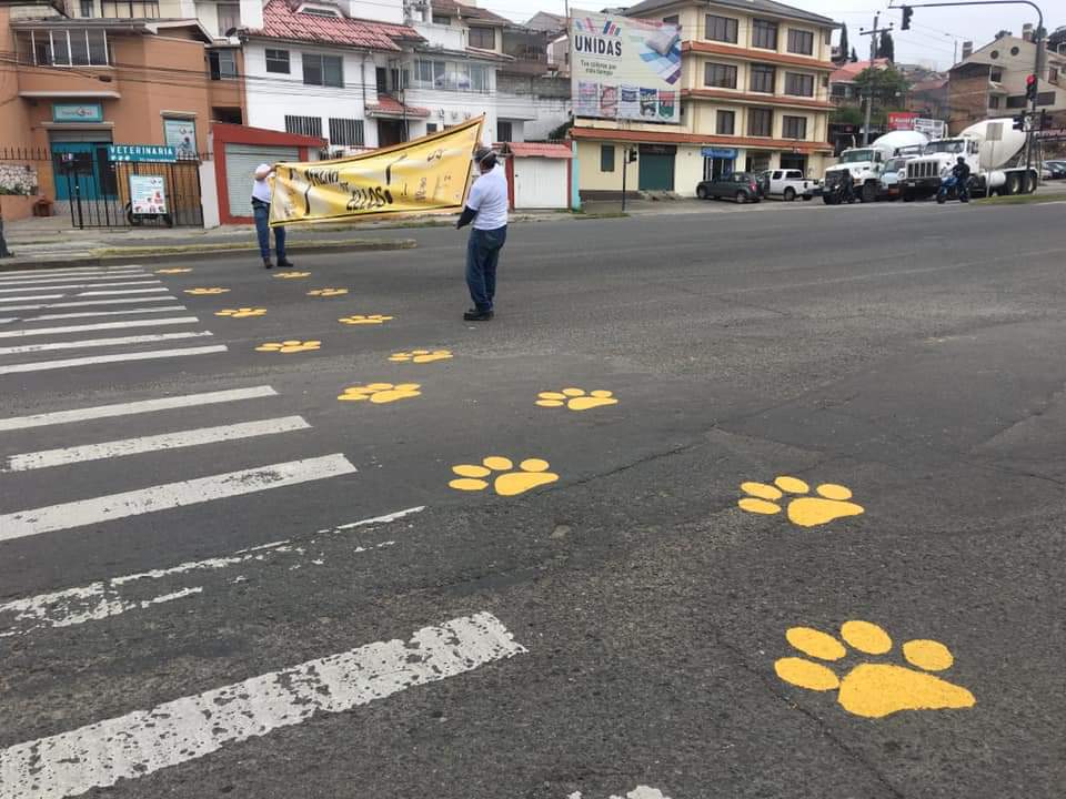 _REDInformativa's tweet photo. Esta mañana se presentó la campaña “Frena por Ellos”, para evitar atropellos de animales  domésticos de compañía y se instalaron 200 comederos y bebederos en diferentes sectores de Cuenca. https://t.co/sLvsgVbk23
