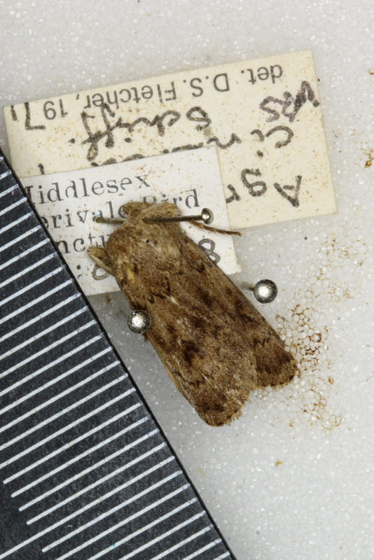 SelborneSoc's tweet photo. Rather an exciting record on this day in #PerivaleWoodLNR in 1968 when our then moth recorders attracted to light a Light Feathered Rustic #moth (Agrotis cinerea). @savebutterflies https://t.co/jkJoPHm4FK
