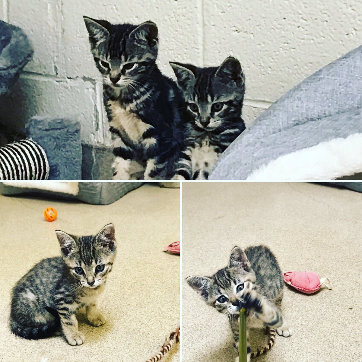 LizzDonnelly's tweet photo. Had to socialize some kittens today while I waited for a password. Such a hardship. #DayJobOutPost #AdoptDontShop https://t.co/xCPGR4rS7r