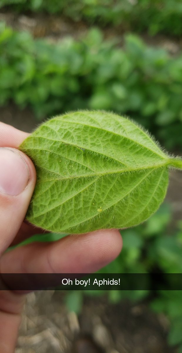 Found some soybean aphids this afternoon on the Minnehaha/Moody county line. <a href="/SDSUExt_Insects/">Adam Varenhorst</a> <a href="/sdsoybean/">South Dakota Soybean</a>
